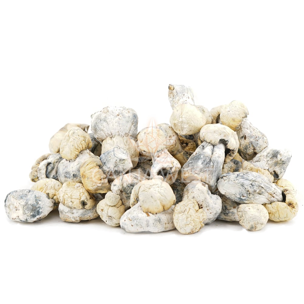 buy-weed-online-dispensary-ganja-west-magic-mushrooms-pearly-gates-wholesale Wholesale - Shrooms - Pearly Gates - Image 1