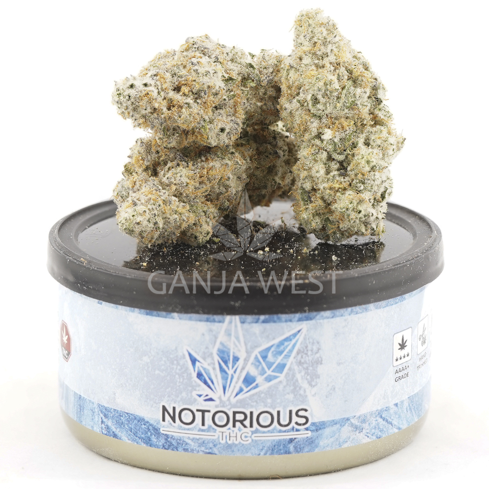 buy-weed-online-dispensary-ganja-west-notorious-tuna-can-craft-wedding-cake-mac Notorious THC Craft - Wedding Cake MAC (7 Grams) - Image 1
