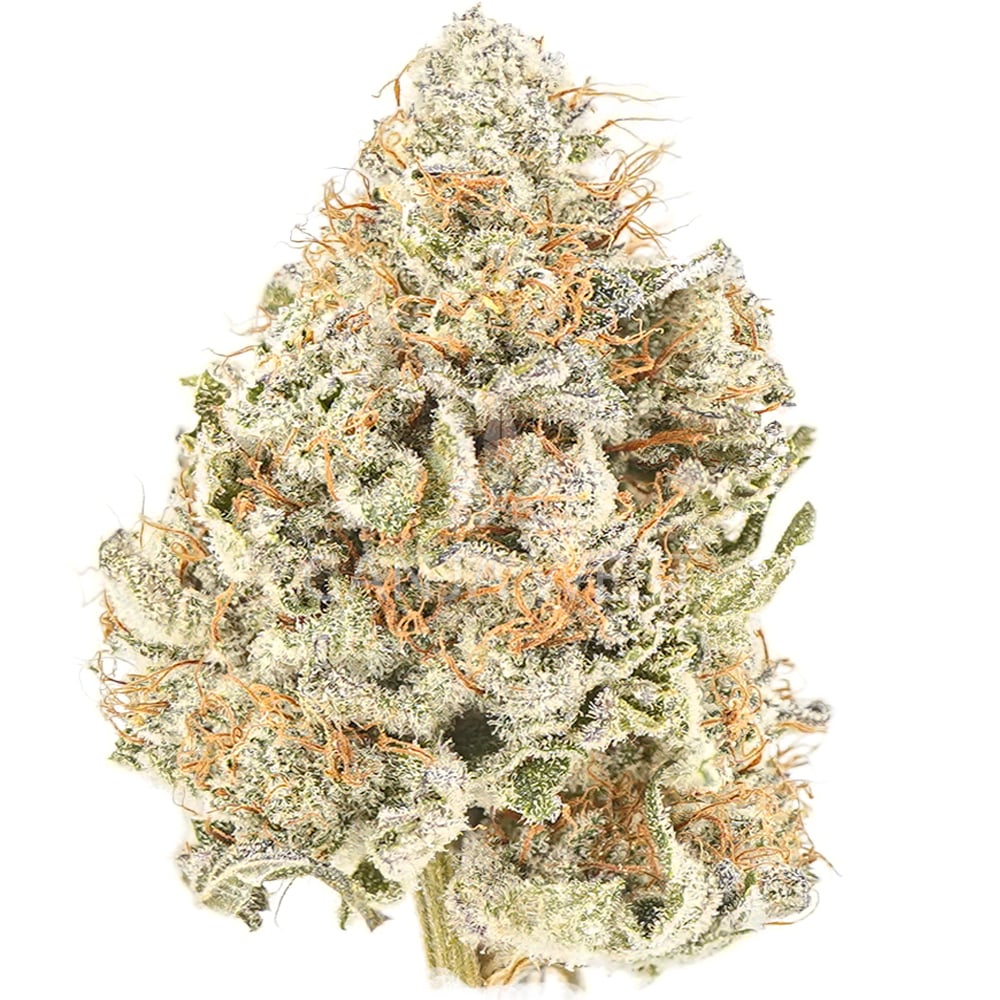 buy-weed-online-dispensary-ganja-west-jedi-kush-craft-nug Jedi Kush Craft - Indica - Image 1