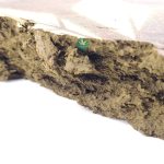 Domestic - Notorious Hash - Image 2