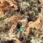 AAAA Popcorn - King Louis - Image 3