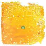 Shatter - Strawberry Banana - Indica - Image 3