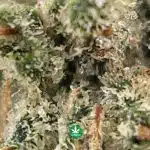 Pink Kush AA - Image 3
