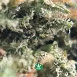 AAA Popcorn – Pink Kush - Image 3