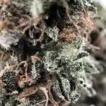 Wholesale - Green Crack AAA - Image 3
