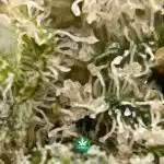 Wholesale - AAAA - Pink Gorilla - Indica - Image 3