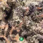 Black Roses AAAA - Image 3
