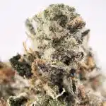 High Octane AAAA - Image 3