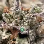 AAAA - Hindu Kush - Indica - Image 3