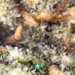 AAAA - Pineapple Berry - Sativa - Image 3