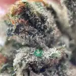 AAAA - Platinum Bubba Kush - Indica - Image 2