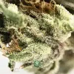 Wholesale - AAAA - Rocket Fuel - Indica - Image 3