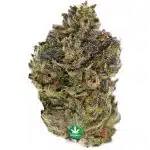 BB - Grand Daddy Purple - Indica