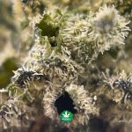 BB - Grand Daddy Purple - Indica - Image 3