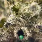 BB - Grand Daddy Purple - Indica - Image 3