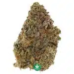 A - King Louis - Hybrid