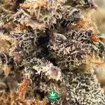 A - King Louis - Hybrid - Image 3