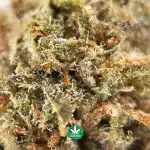 A - Nuken - Indica - Image 3