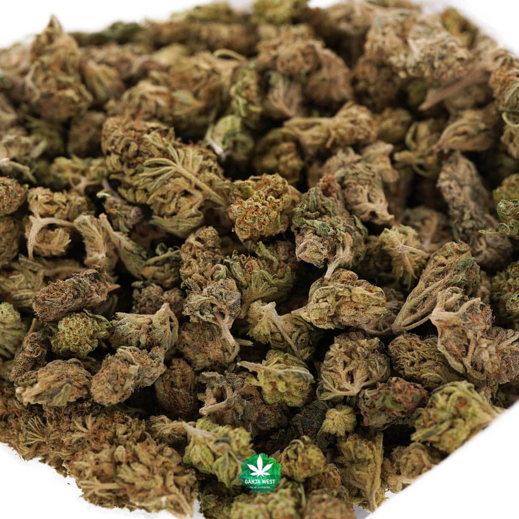 buy-strain-cannabis-online-dispensary-ganja-west-bb-violator-kush-wholesale-1.jpg