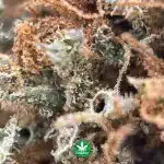 Wholesale - White Widow BB - Image 3