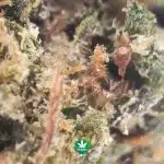 AAA Popcorn - Ice Cream - Image 3