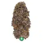 Star Pupil Craft - Indica