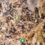 Star Pupil Craft - Indica - Image 3