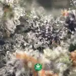 Fire OG AA - Image 3