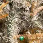 Miracle Alien Cookies #1 AAAA - Hybrid - Image 3