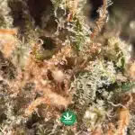 Nirvana AA - Sativa - Image 3