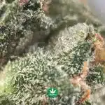 Rockstar AAA Popcorn - Indica - Image 3
