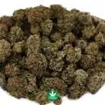 Wholesale - BB - Black Gorilla - Indica