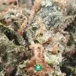 Cali Dragon AA Popcorn - Indica - Image 2