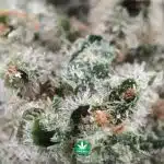 Wholesale Popcorn - White Gushers - AAA - Image 3