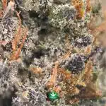 King's Kush AA - Image 3
