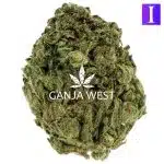 Bahama Blizzard A - Indica