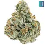 Bonkers AAAA - Hybrid