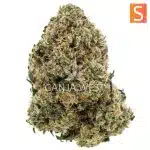 Cheesewreck AAA - Sativa