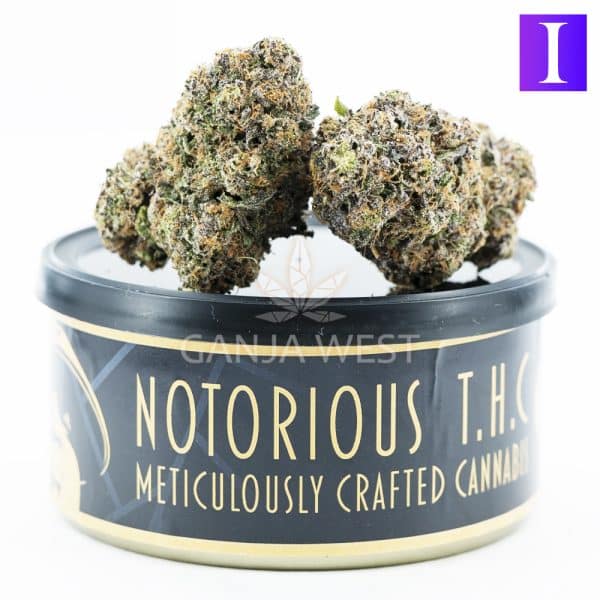 Notorious THC Craft - Bubblegum Gelato (7 Grams)