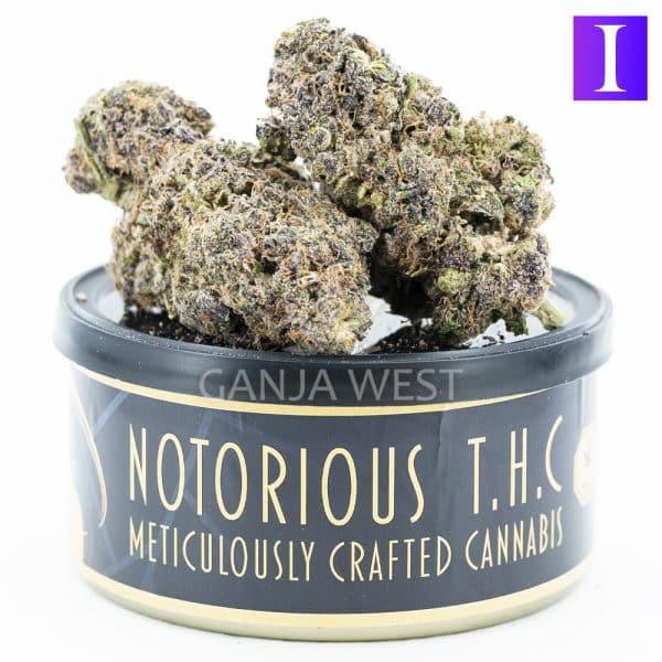 Notorious THC Craft - Ghost OG x Cherry Puff (7 Grams)