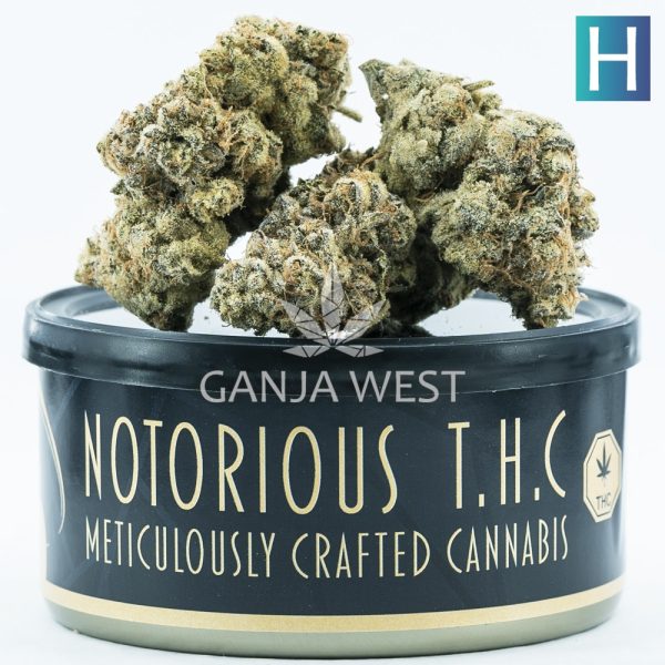 Notorious THC Craft - Cream Puff (7 Grams)