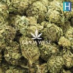 Wholesale - Gobbstopper - A