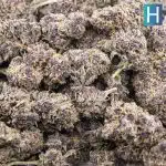 Wholesale - Huckleberry - AAA