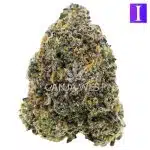 Jaba Stash AAAA - Indica