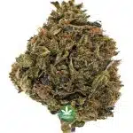 Larry Bird AAAA - Hybrid