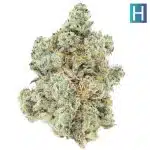 Lemon Buttercream AA - Hybrid