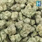 Lemon Buttercream AA - Hybrid - Image 3