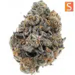 Tropical Tang Craft - Sativa