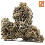 Tropical Tang Craft - Sativa - Image 2