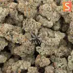 Tropical Tang Craft - Sativa - Image 3